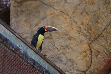 Green aracari, Pterogossus Viridis toucan from the genus Pteroglossus. rare birds
