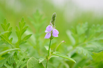 Hybernation procedure by Skittering frog, Euphlyctis cyanophlyctis, Satara, Maharashtra, India