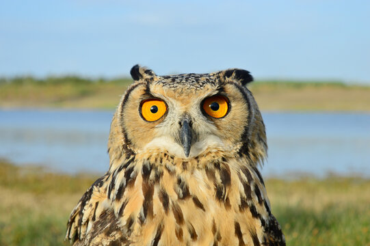 Closeup of Indian eagl owl, Bubo bengalensis, Satara, Maharashtra, India
