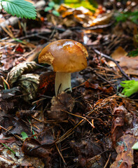 White mushroom (Boletus edulis) in the forest after the rain against the background of old trees 