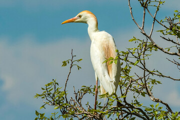 Cattle Egret, Bubulcus ibis on the tree