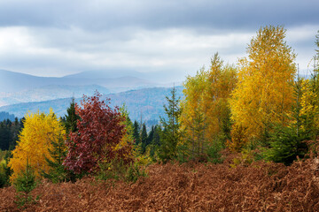 Fototapeta premium Golden autumn in the Eastern Carpathians.