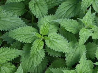 Thickets of dioecious nettle with green leaves