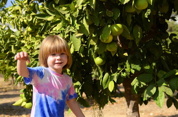 A little boy is picking fruit in the garden. A child in a kibbutz, on a pamelo farm. Large citrus fruits on tree branches. The boy is making juice.