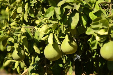 Pamela tree Green fruit on a branch close-up. Or green grapefruit. Harvesting citrus fruits In garden
