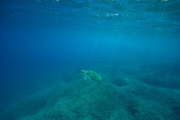 Naklejka na ściany i meble エダサンゴの海を泳ぐアオウミガメ　小笠原の海