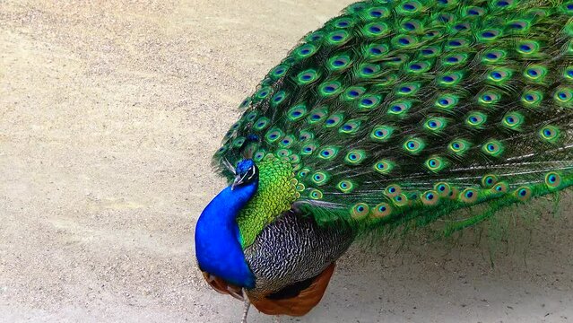 The Indian (or blue ) peafowl, peacock (Pavo cristatus), shows the females his open fluffy tail