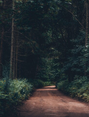 dark magic forest
