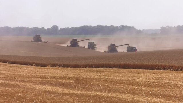 Combine harvester harvests ripe wheat in Ukraine. Concept of a rich harvest. Agriculture image.