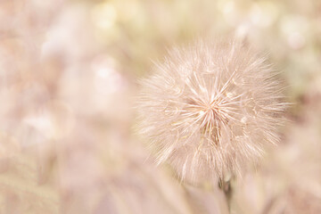 Fragile Dandelion on soft and pastel background