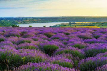 a lavender field blooms on a hill, a river and a forest in the distance, the sunset shines yellow...