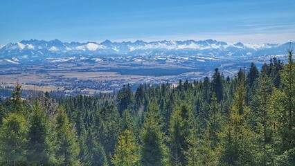 Polish forest with Tatra mountains in the background