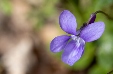 Fiołek leśny. Viola reichenbachiana