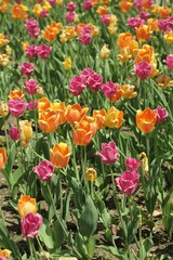 Beautiful pink and yellow spring tulips growing in the fields.