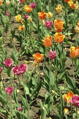 Obraz premium tulips in the garden