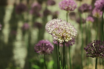 flowers in the garden