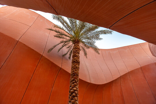 Palm tree in concrete structure in Masdar city, Abu Dhabi, UAE