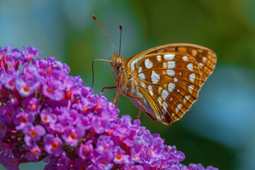 Nahaufnahme von einem schöner orangefarbenen Schmetterling (Kaisermantel) auf  lila Fliederblüten.
