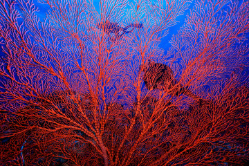 Diver silhouette behing knotted fan coral, Melithaea ochracea, Wakatobi, Indonesia