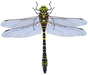 Golden Ringed Dragonfly