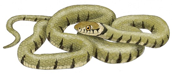 Grass snake