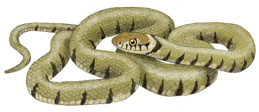 Grass snake