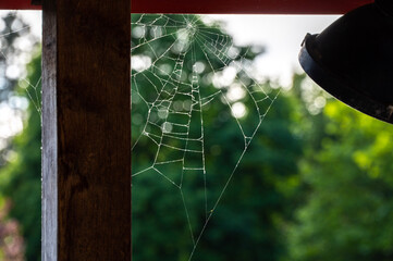 Fototapeta na wymiar spider web on the window