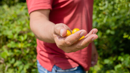 A man picks a yellow plum on a green tree. Branches with ripe yellow fruits of cherry plum. Cherry plum with fruits growing in the garden