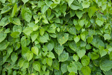 Natural view The textured background of Plant green leaf