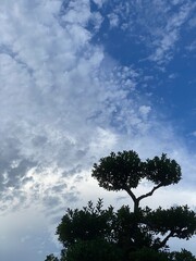 Japanese bonsai tree with the beautiful sky with clouds, year 2022 July 28th, Tokyo Japan
