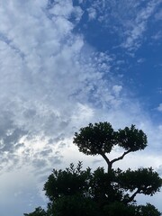 Fototapeta na wymiar Japanese bonsai tree with the beautiful sky with clouds, year 2022 July 28th, Tokyo Japan 