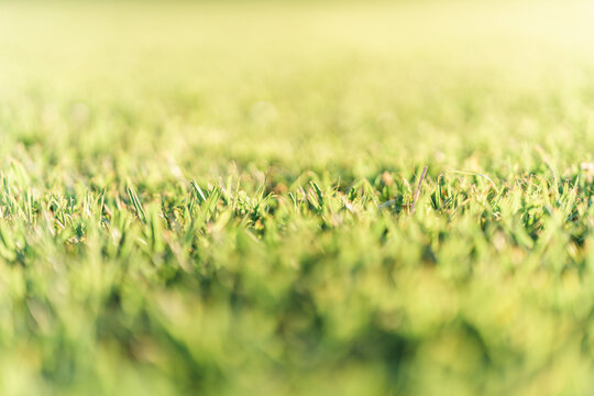 Fotos a ras de suelo de cesped con gotas de agua de riego desenfocadas