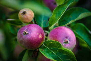 Młode jabłka latem, naturalna żywność witamina c
