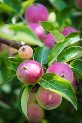 Młode jabłka latem, naturalna żywność witamina c