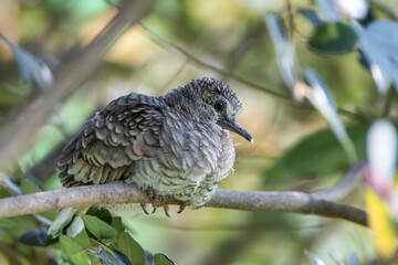 Baby Inca Dove Perched on Branch in Louisiana Garden