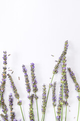 Lavender flowers on white background flat lay top view. Bouquet of lavender minimal concept. Beautiful purple flowers, fragrant ornamental plant. Floral composition, mock up