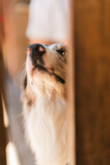 Perro raza border colli mirando entre maderas de un porche