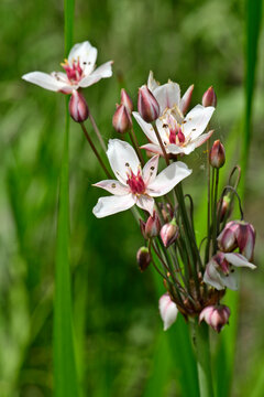 Flowering rush, grass rush // Schwanenblume (Butomus umbellatus)