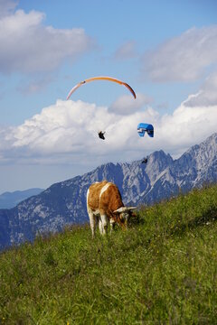 Paragliding & Kuh
