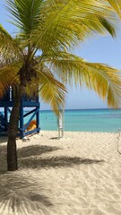 beach with palm trees