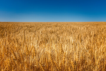 Endless cornfield, corn chamber in Montana, USA