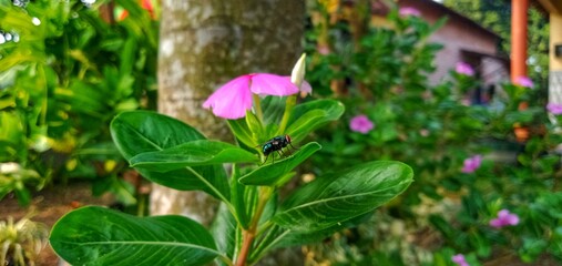 ornamental plant with dark purple flowers, is an annual shrub native to Madagascar. This plant also has the name Tapak Dara, sindapor, copper flower. (Catharanthus roseus Don)