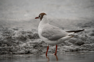 Beautiful young black-headed gull standing on shore at water. Blurred background