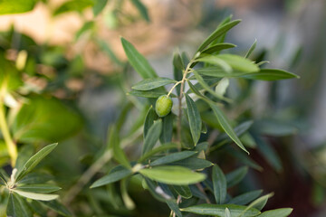 オリーブの葉と実