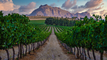 Weinberglandschaft bei Sonnenuntergang mit Bergen in Stellenbosch, in der Nähe von Kapstadt, Südafrika. Weintrauben am Rebstock im Weinberg,