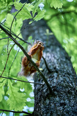 Cute squirrel in summer park on a tree branch against the background of foliage.