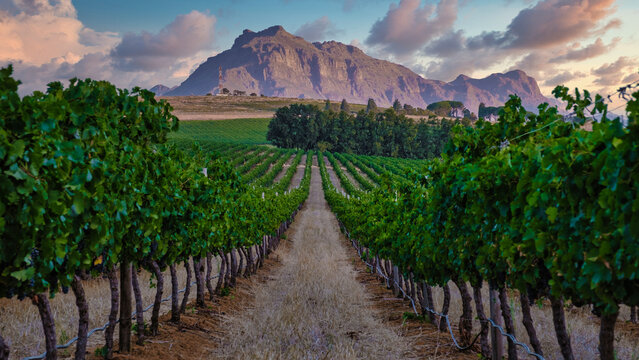 Vineyard landscape at sunset with mountains in Stellenbosch, near Cape Town, South Africa. wine grapes on vine in vineyard,