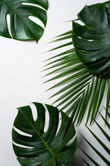 Tropical palm leaves and swiss cheese plant isolated on white background.