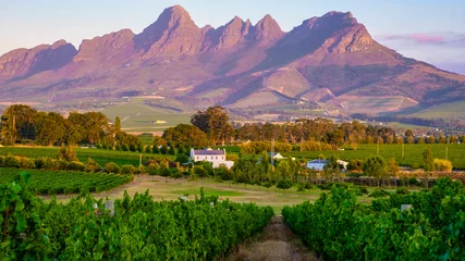 Poster Vineyard landscape at sunset with mountains in Stellenbosch, near Cape Town, South Africa. wine grapes on vine in vineyard, © Fokke Baarssen