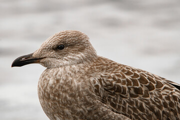 Close-up side view of young brown mottled seagull on blurred background. Portrait of bird